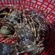 Lobster Export Andhra Pradesh